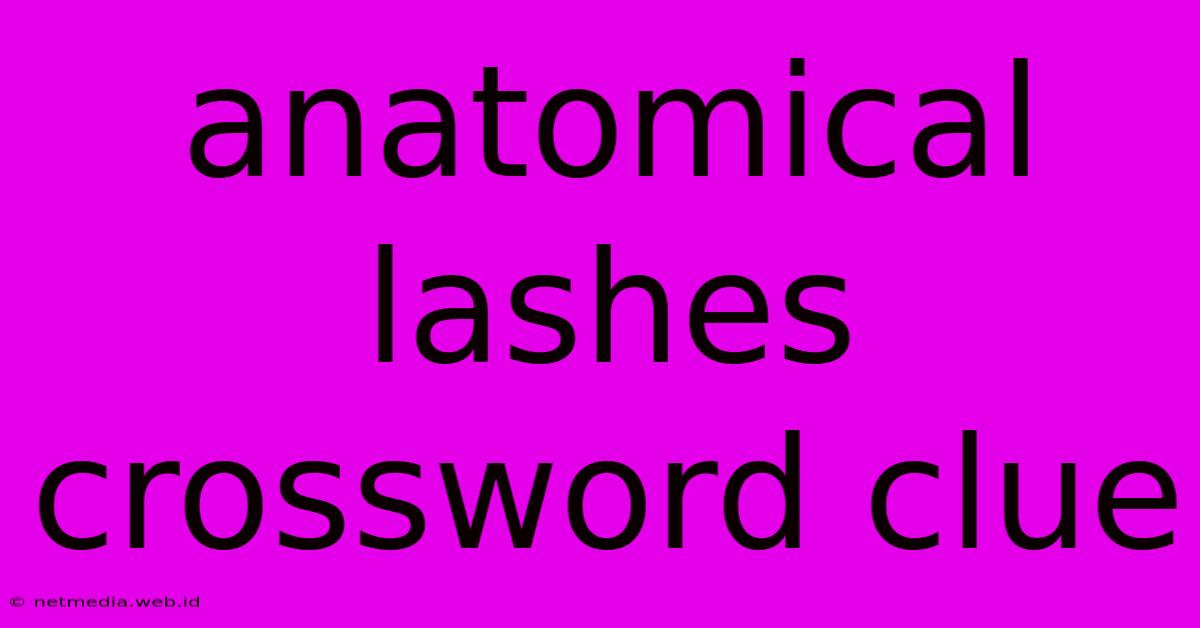 Anatomical Lashes Crossword Clue