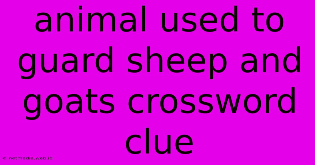 Animal Used To Guard Sheep And Goats Crossword Clue