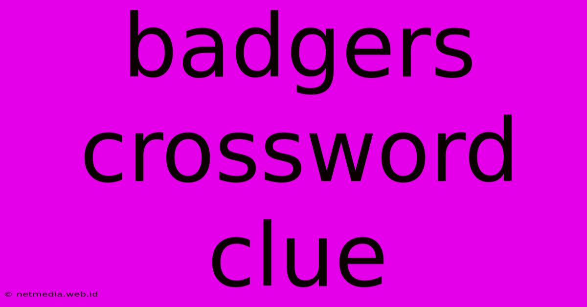 Badgers Crossword Clue