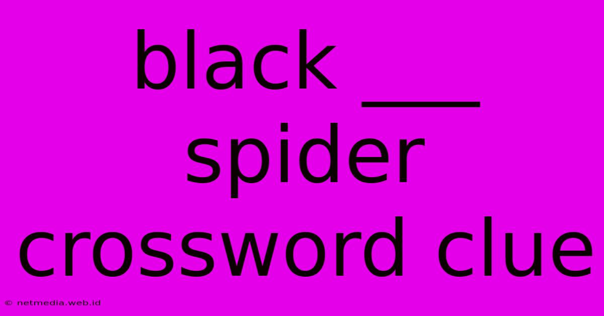 Black ___ Spider Crossword Clue