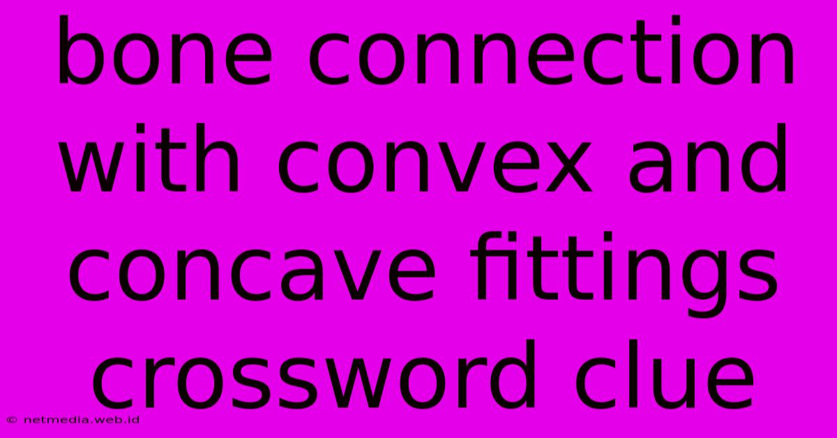 Bone Connection With Convex And Concave Fittings Crossword Clue