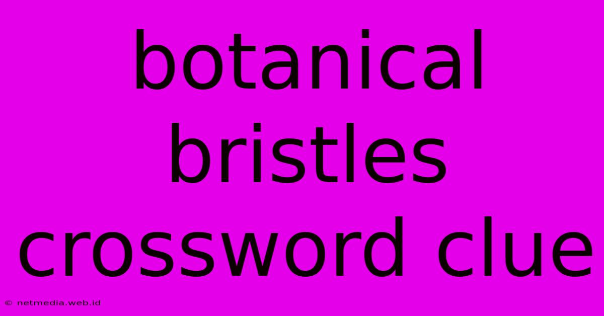 Botanical Bristles Crossword Clue