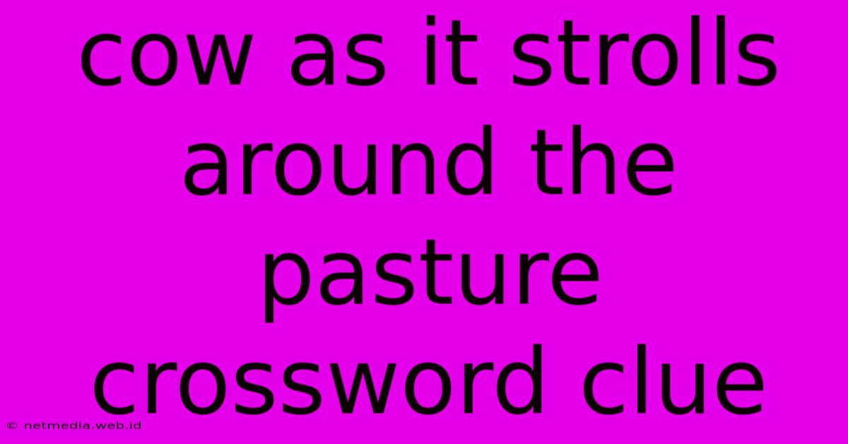 Cow As It Strolls Around The Pasture Crossword Clue