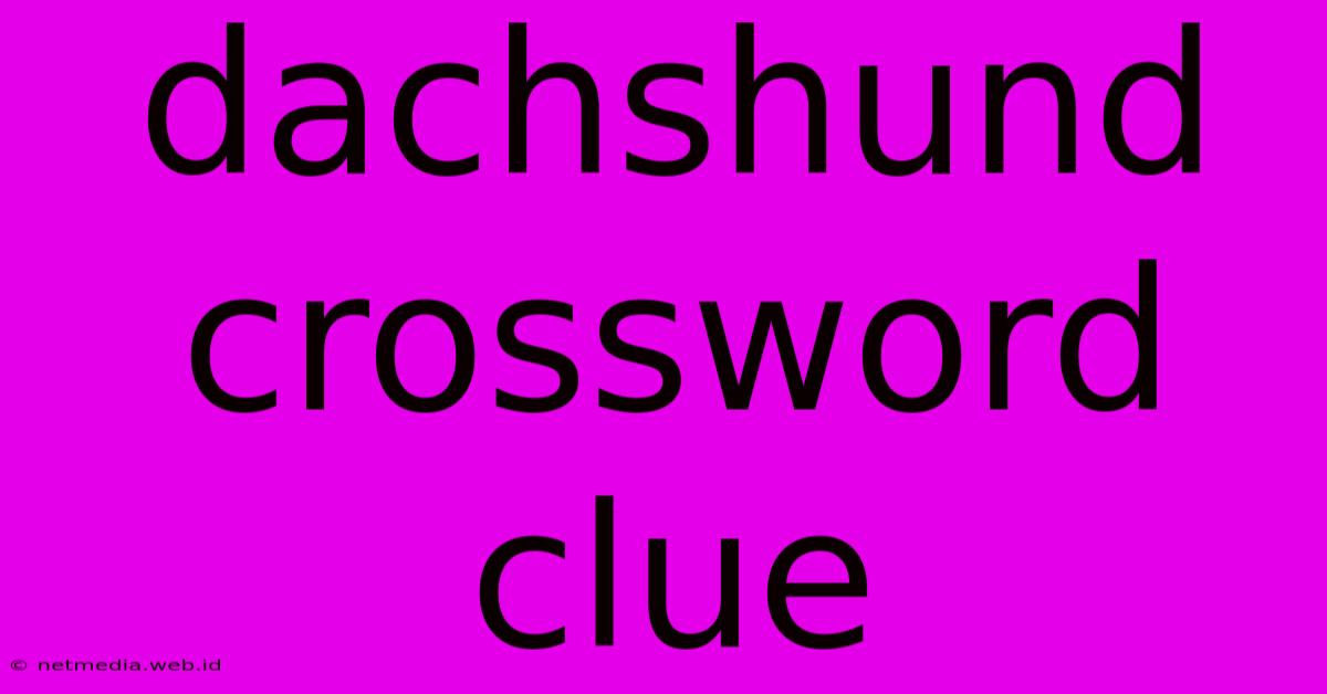 Dachshund Crossword Clue