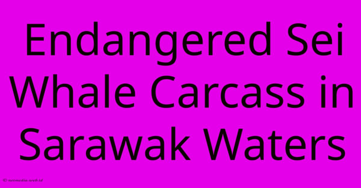 Endangered Sei Whale Carcass In Sarawak Waters Endangered Sei Whale Carcass In Sarawak Waters
