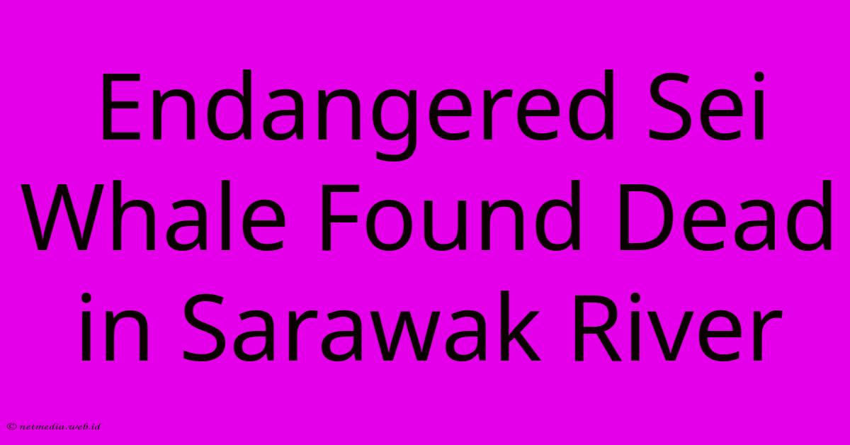 Endangered Sei Whale Found Dead In Sarawak River Endangered Sei Whale Found Dead In Sarawak River