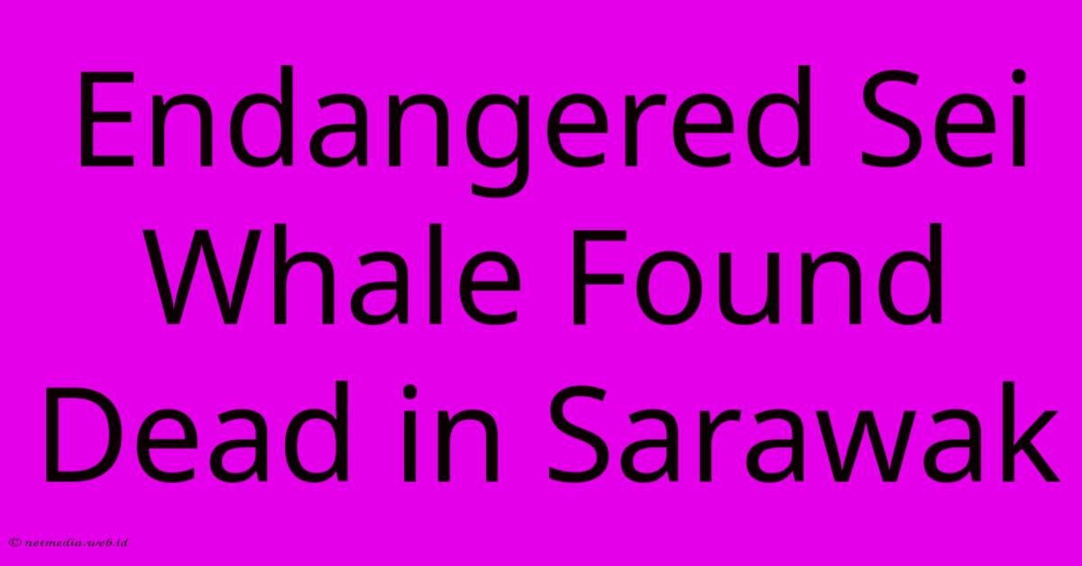 Endangered Sei Whale Found Dead In Sarawak Endangered Sei Whale Found Dead In Sarawak