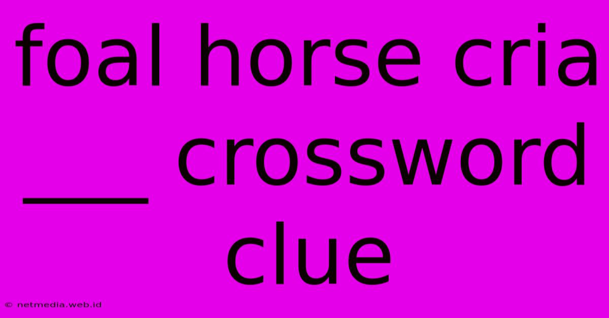 Foal Horse Cria ___ Crossword Clue