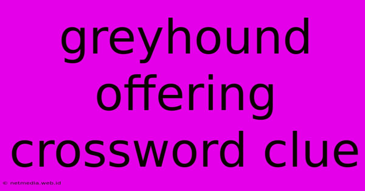 Greyhound Offering Crossword Clue