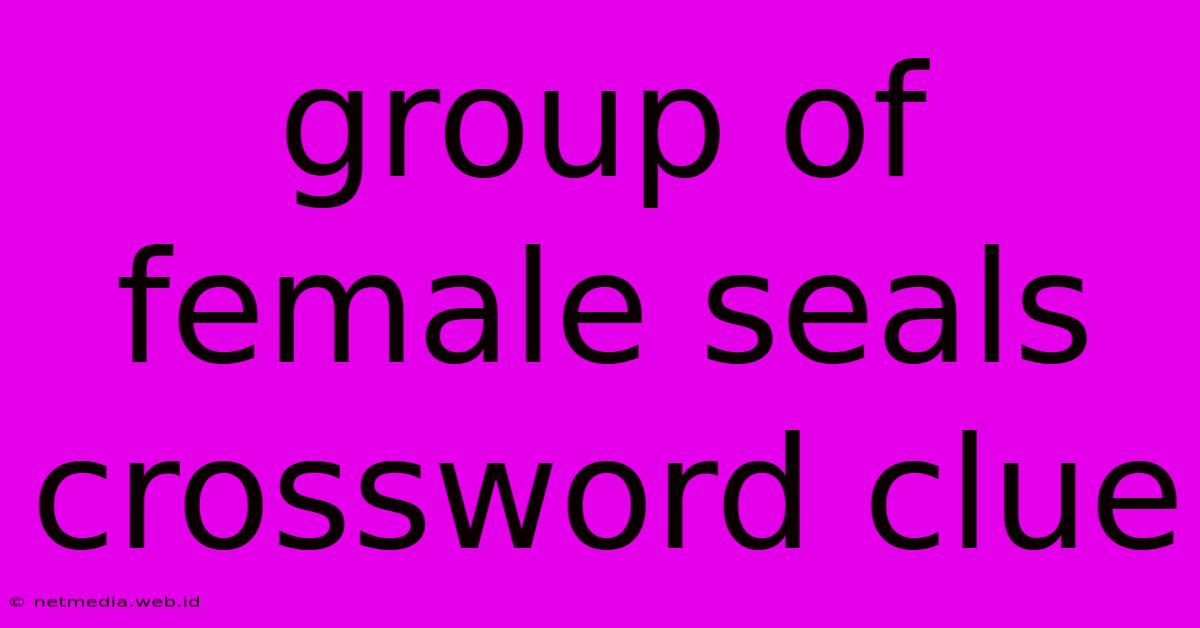 Group Of Female Seals Crossword Clue