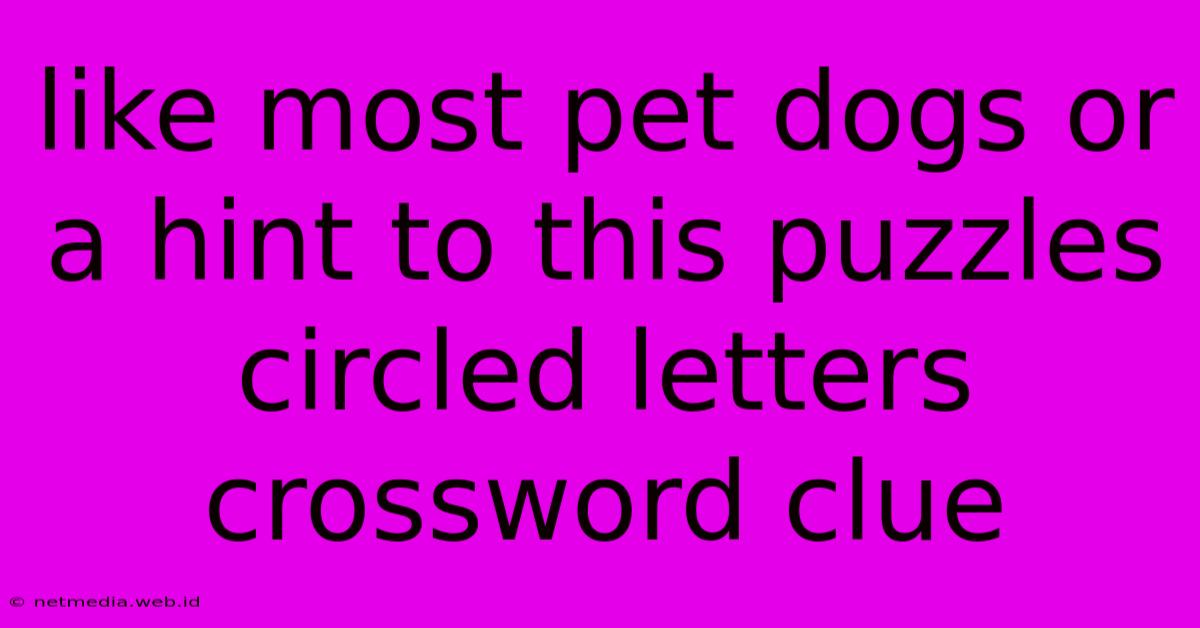 Like Most Pet Dogs Or A Hint To This Puzzles Circled Letters Crossword Clue