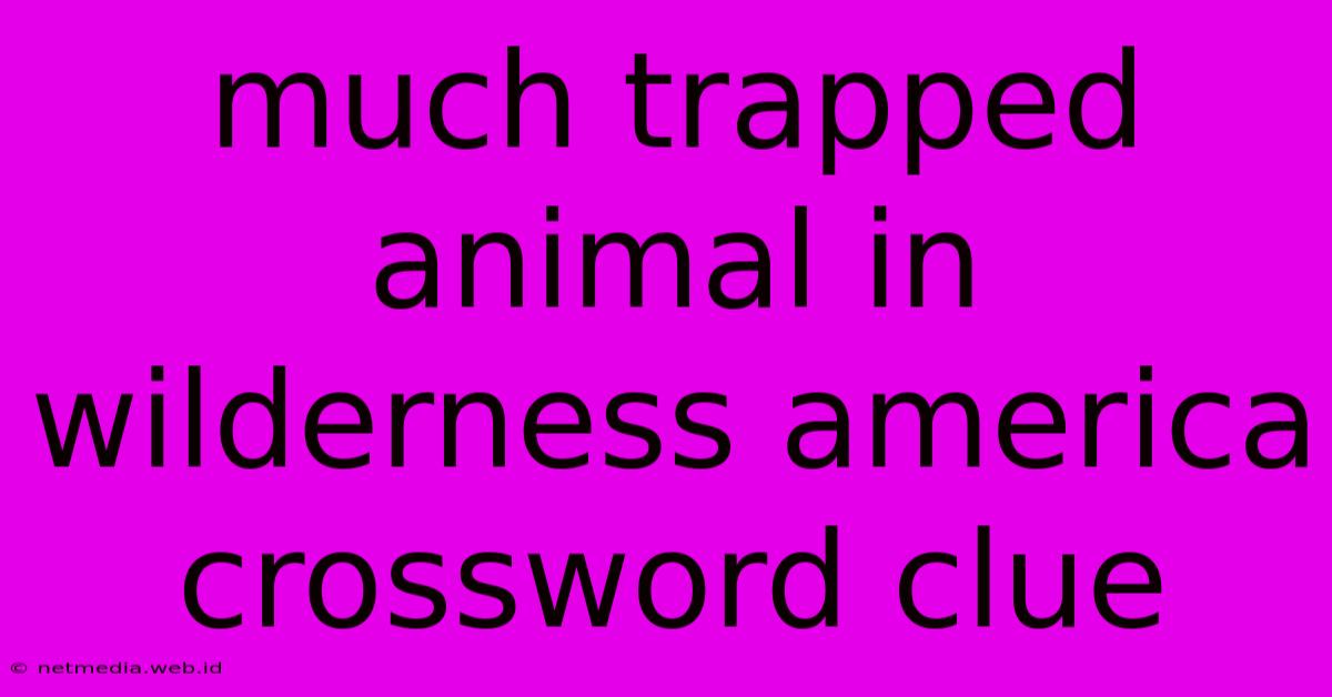 Much Trapped Animal In Wilderness America Crossword Clue