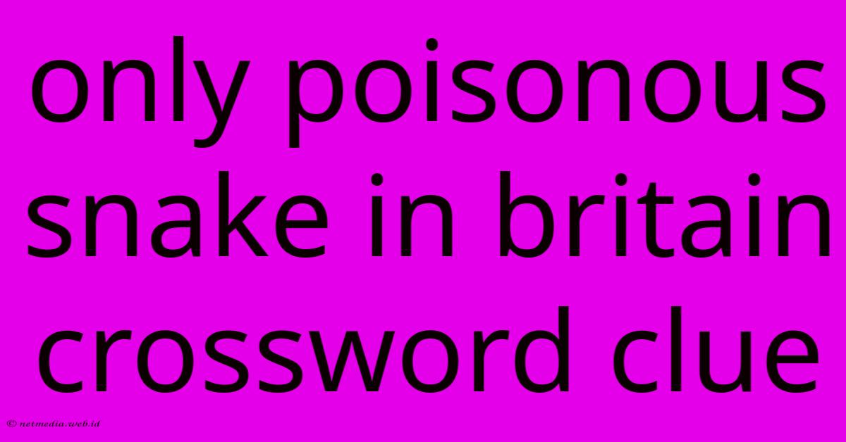 Only Poisonous Snake In Britain Crossword Clue