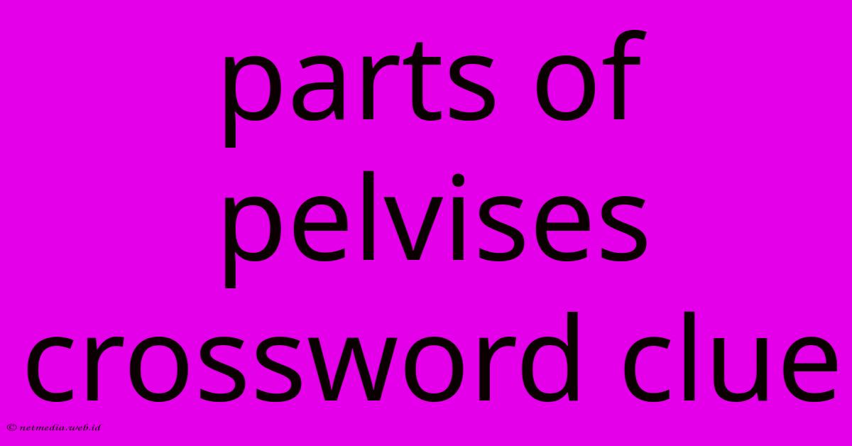 Parts Of Pelvises Crossword Clue Parts Of Pelvises Crossword Clue