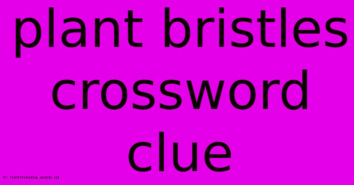 Plant Bristles Crossword Clue