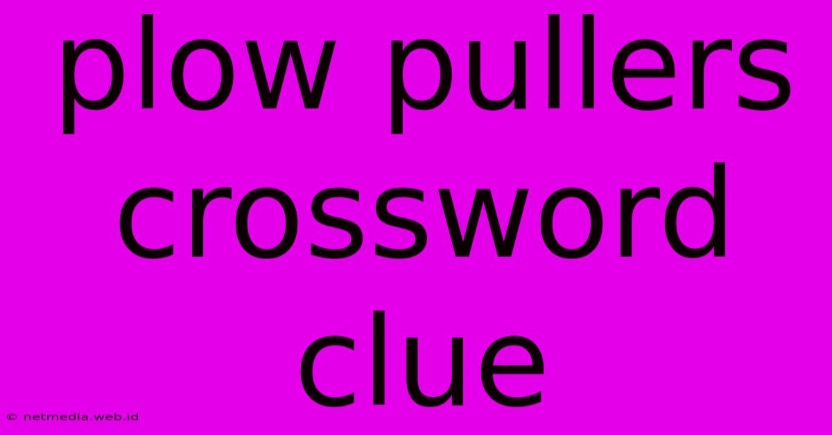 Plow Pullers Crossword Clue