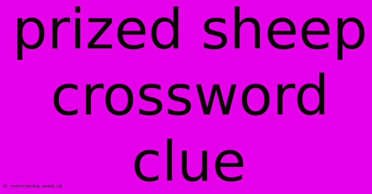 Prized Sheep Crossword Clue