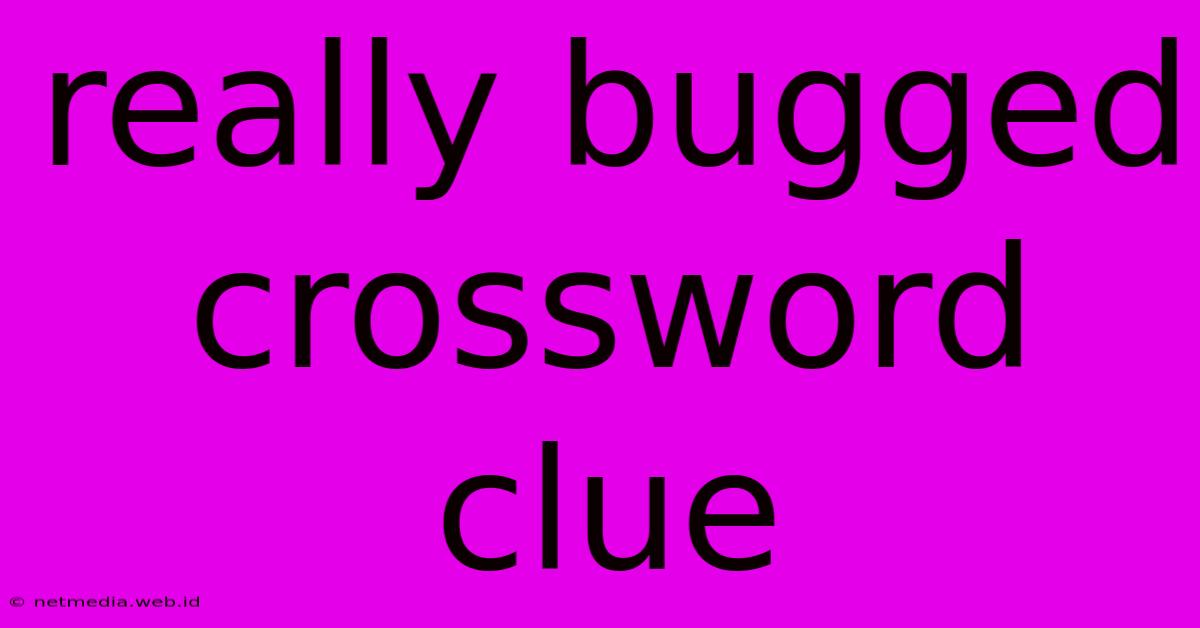 Really Bugged Crossword Clue