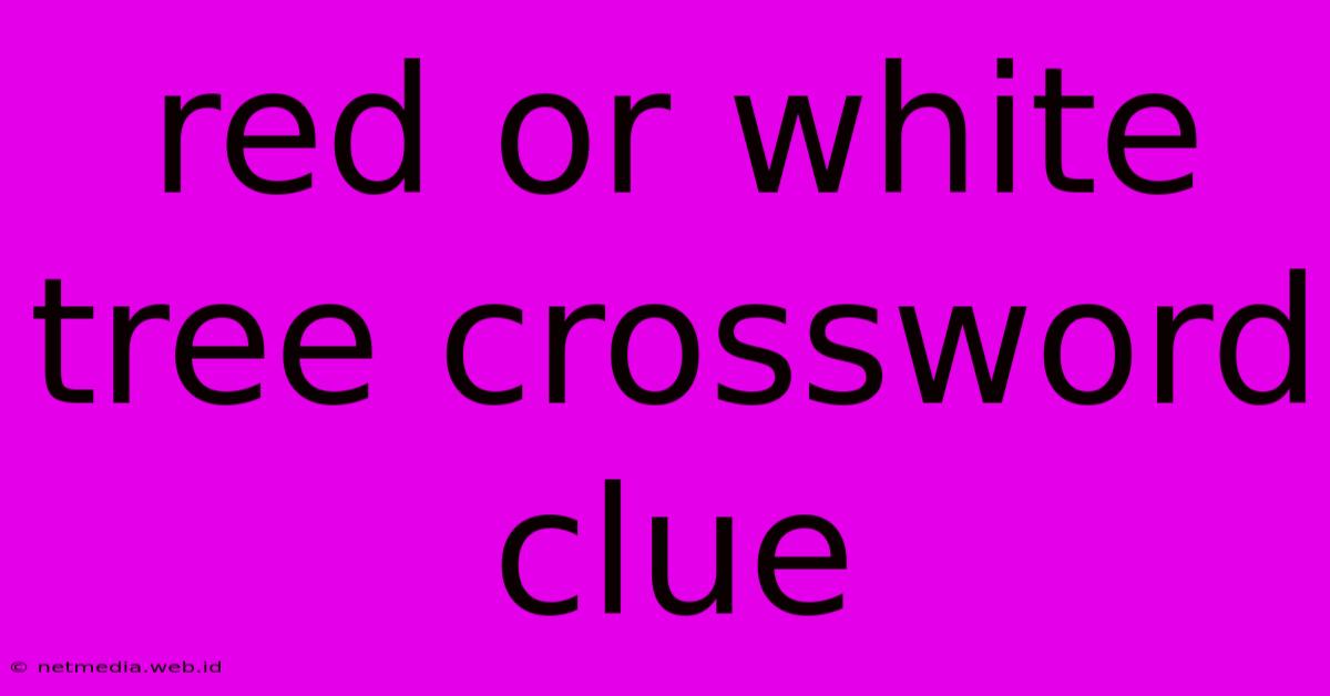 Red Or White Tree Crossword Clue