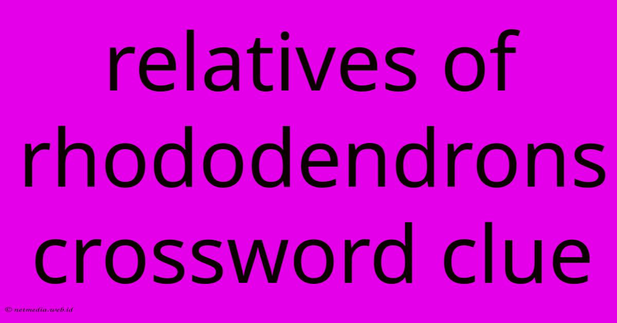 Relatives Of Rhododendrons Crossword Clue