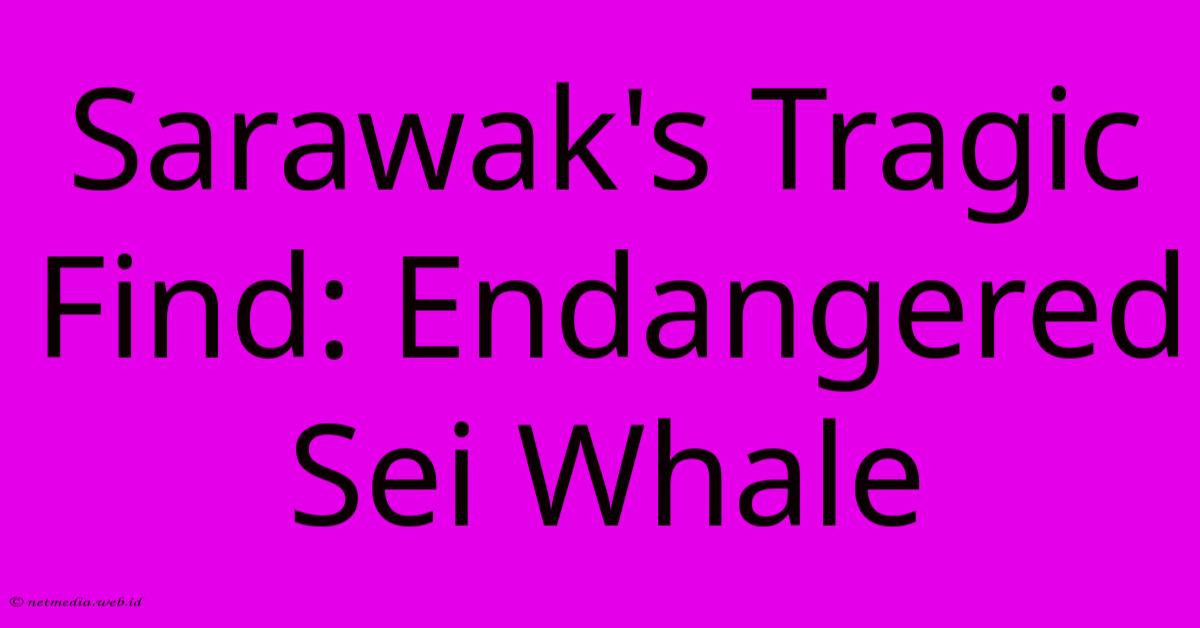 Sarawak's Tragic Find: Endangered Sei Whale Sarawak's Tragic Find: Endangered Sei Whale
