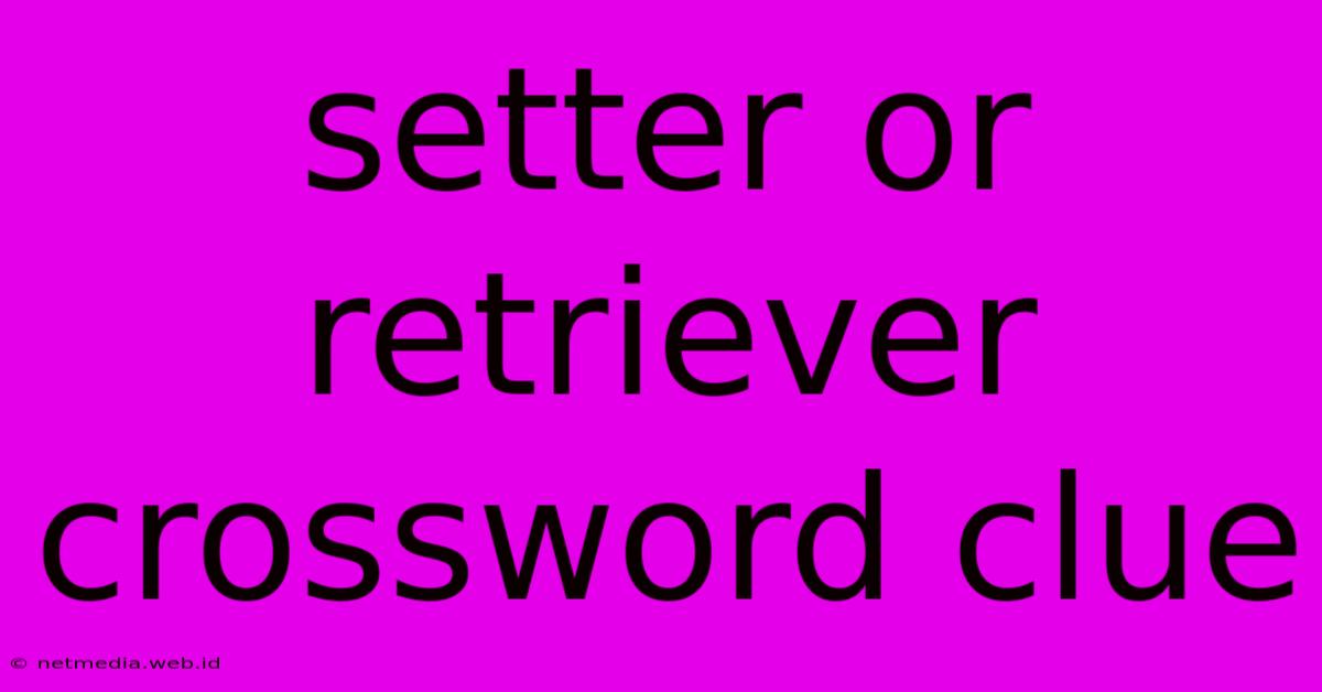 Setter Or Retriever Crossword Clue