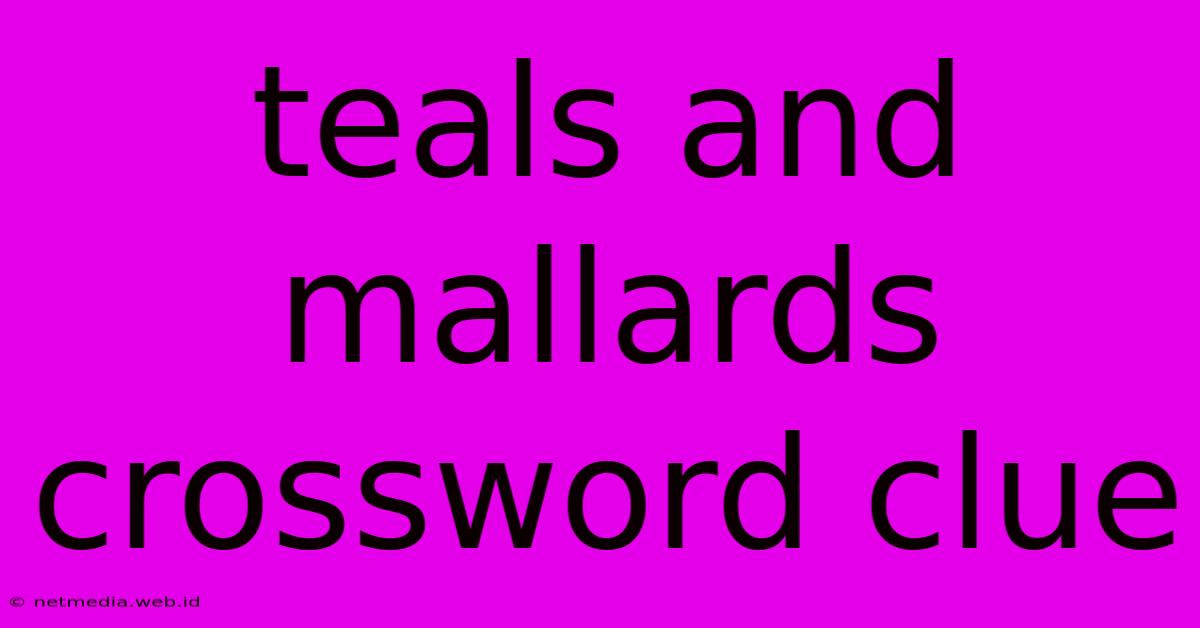 Teals And Mallards Crossword Clue