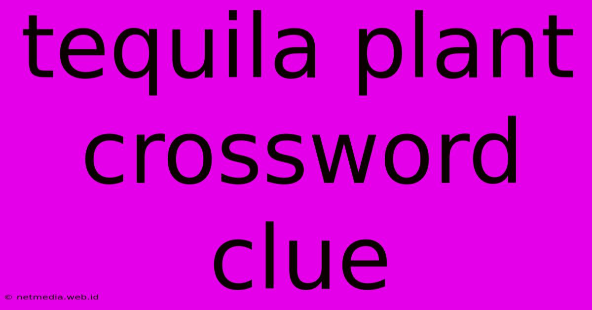 Tequila Plant Crossword Clue