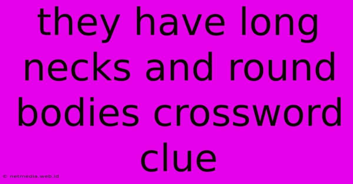 They Have Long Necks And Round Bodies Crossword Clue