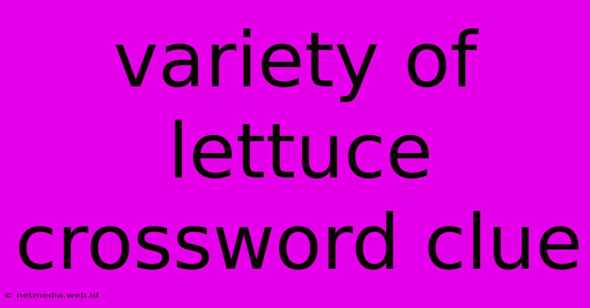 Variety Of Lettuce Crossword Clue