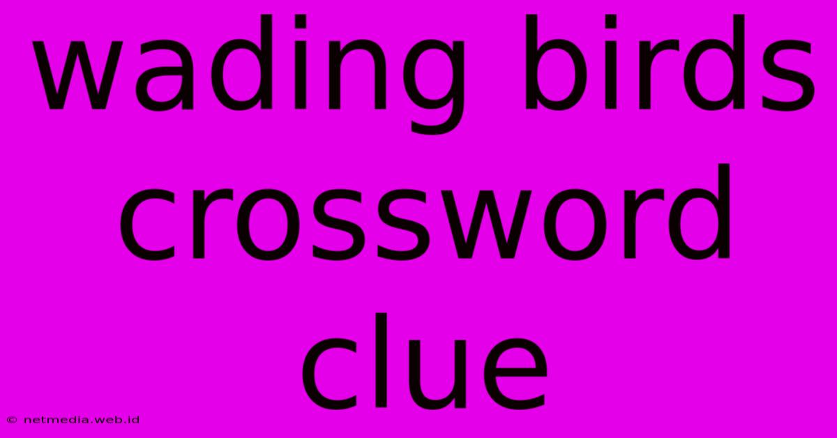 Wading Birds Crossword Clue