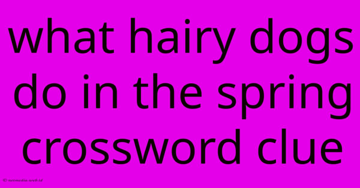 What Hairy Dogs Do In The Spring Crossword Clue