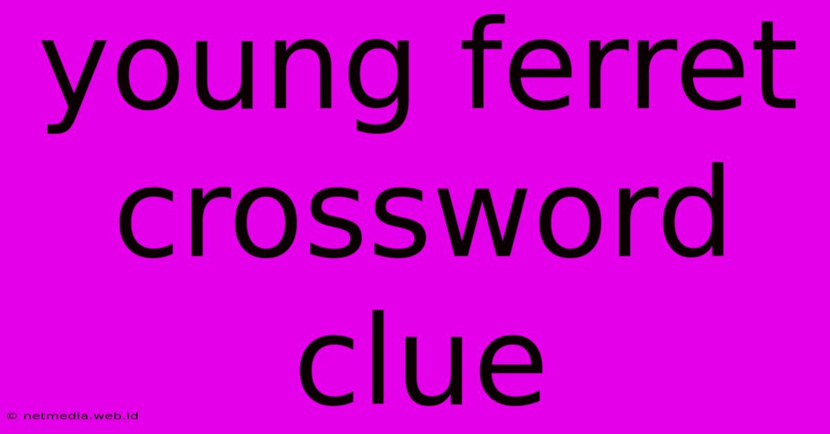 Young Ferret Crossword Clue