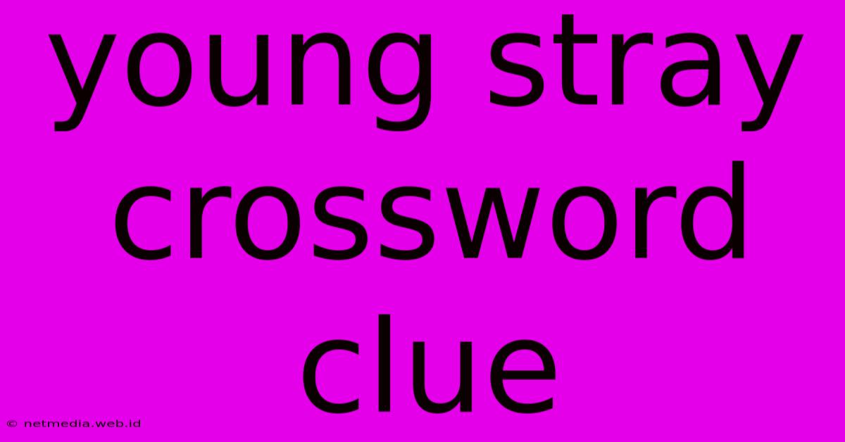 Young Stray Crossword Clue